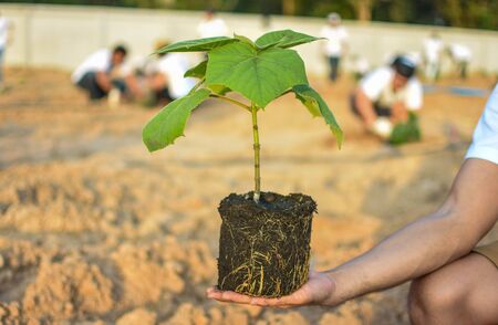 To start planting trees of peopleの写真素材