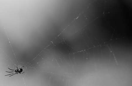 Black and white spider in webの写真素材