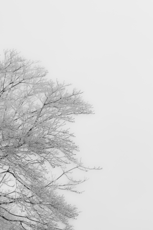 Monotone frozen tree on grayの写真素材