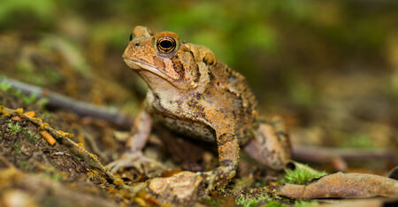Eastern American Toad; Anaxyrus americanus の写真素材