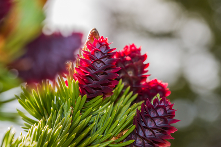 Red backlit pineconesの写真素材