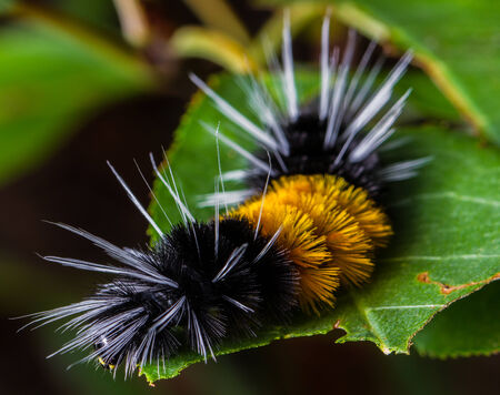 The larval form Lophocampa maculata, this caterpillar goes by the name Spotted Tussock Moth, Mottled...
