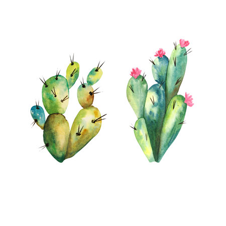 Watercolor composition of cactus on a white background. Rasterの写真素材