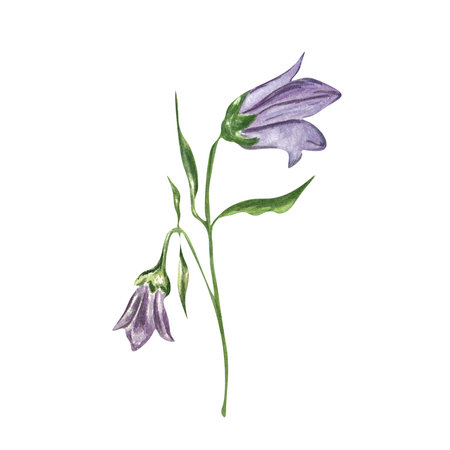 Watercolor flower bluebell. Can be used on postcards, napkins, calendars and various compositions.の写真素材
