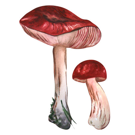 Watercolor work with mushrooms on a white background. Can be used in the design of compositions, cards, decorations, labels.の写真素材
