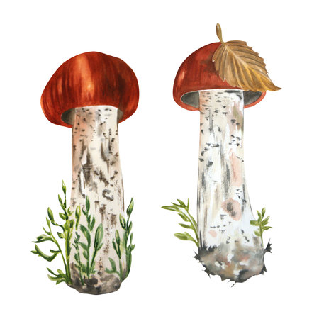 Watercolor work with mushrooms on a white background. Can be used in the design of compositions, cards, decorations, labels.の写真素材