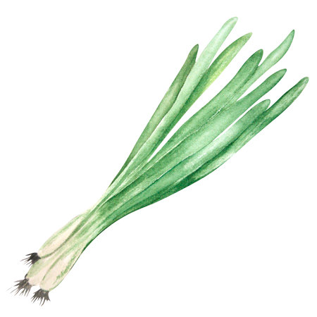 Watercolor drawing of green onions on a white background. Can be used to design compositions, advertising, labels.の写真素材