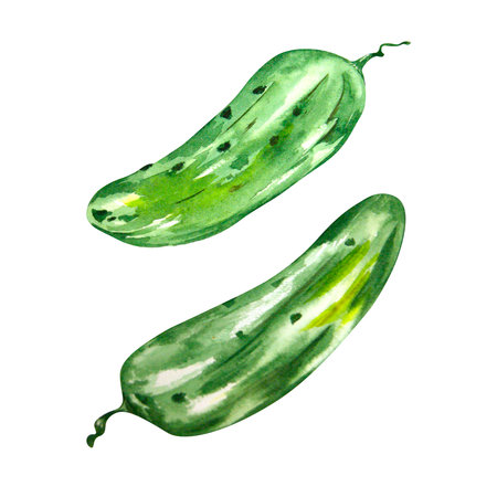 Watercolor drawing of a green cucumber on a white background. Can be used to design compositions, advertising, labels.の写真素材