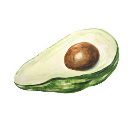 Avocado in a cut on a white background. Watercolor. Handmade. Can be used on packaging, stickers.の写真素材