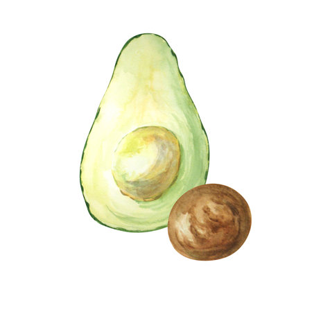 Green avocado with a pit on a white background. Watercolor. Handmade. Can be used on packaging, stickers.の写真素材