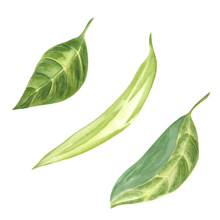Green avocado leaf on white background. Watercolor. Handmade. Can be used on packaging, stickers.の写真素材