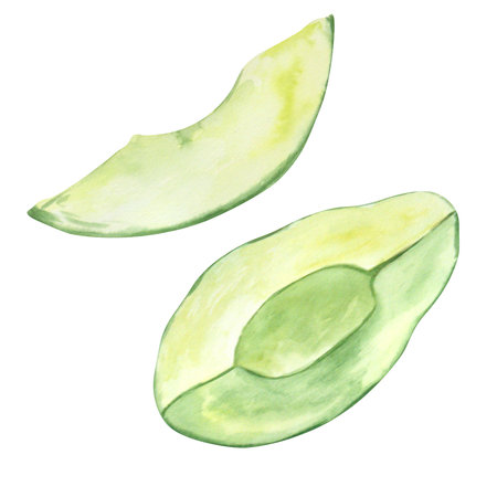 Avocado slices in a cut on a white background. Watercolor. Handmade. Can be used on packaging, stickers.の写真素材