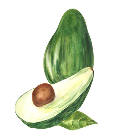 Avocado whole and cut on white background. Watercolor. Handmade. Can be used on packaging, stickers.の写真素材