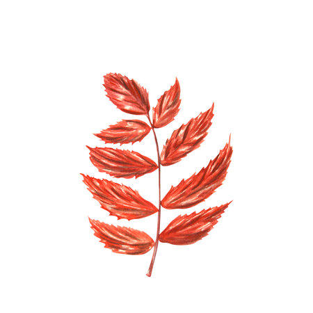 Watercolor drawing of autumn leaf on white background. Handmade. Can be used in compositions, postcards.の写真素材