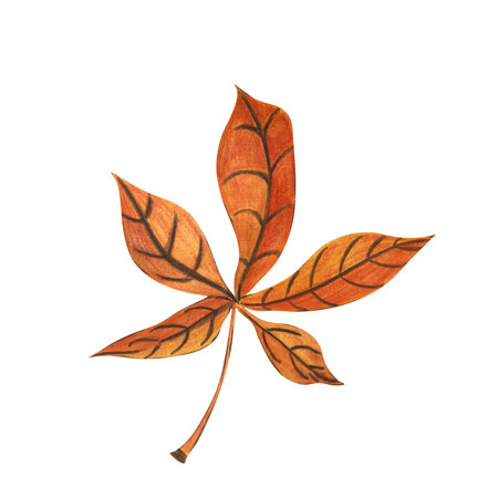 Watercolor drawing of chestnut leaf on white background. Handmade. Can be used in compositions, postcards.の写真素材