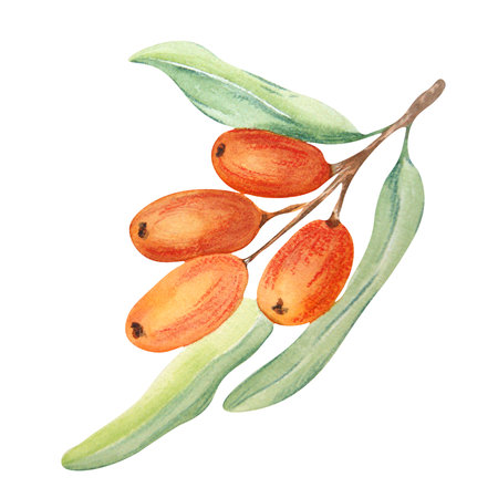 Watercolor painting of sea buckthorn on a white background. Can be used on postcards, labels, illustrations.の写真素材