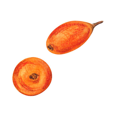 Watercolor painting of sea buckthorn on a white background. Can be used on postcards, labels, illustrations.の写真素材