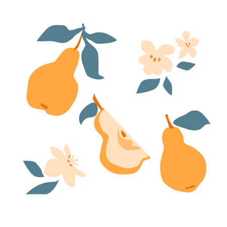 Set of fresh fruit yellow pear with green leaf, flower in hand drawing style isolated on white background. Vector flat illustration. Design for textiles, labels, posters, cardのイラスト素材