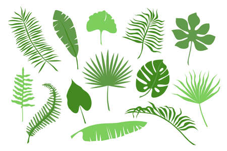 Hand drawn color branches of tropical plants leaves isolated on white background. Silhouette flat vector illustration. Design for pattern, logo, template, banner, posters, invitation, greeting cardのイラスト素材