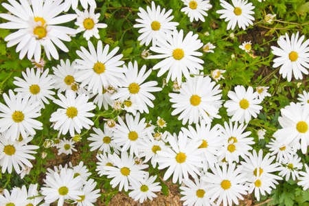 White flower patterned background.
