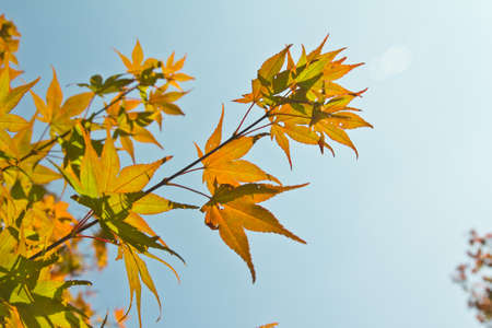 Leaves, red sky background, high angle.