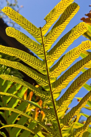 Pattern of yellow leaves, the sun.の写真素材