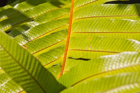 Pattern of yellow leaves, the sun.の写真素材
