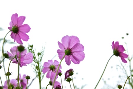 Cosmos flower in the mist.の写真素材