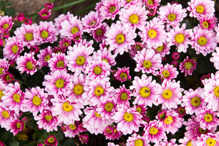 Blossom pink flower in a beautiful dayの写真素材