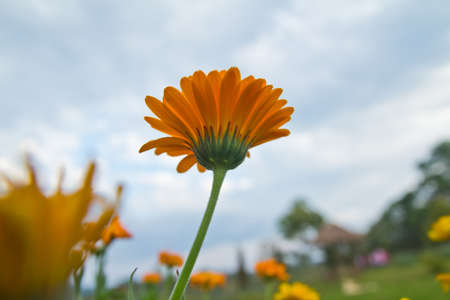 flower in the mist