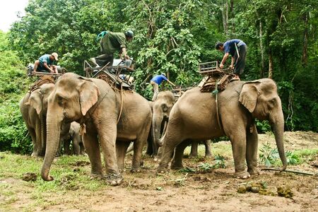 Elephant brownの写真素材