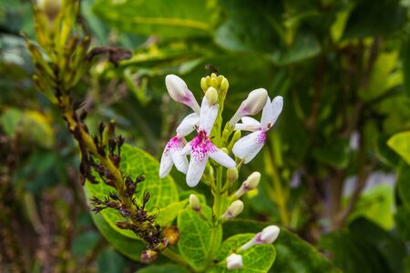 Tropical flower, orchidの写真素材