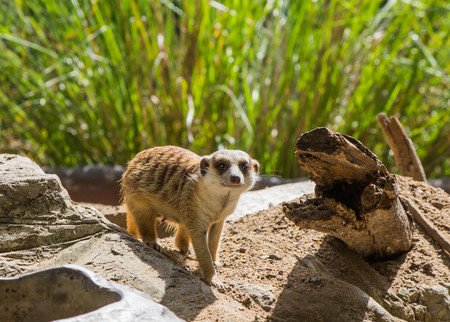 Young meerkat, careful look の写真素材
