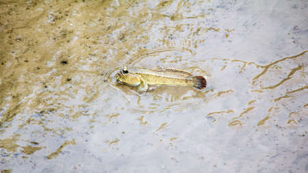 Mudskipper fish or amphibians Asia Thailandの写真素材
