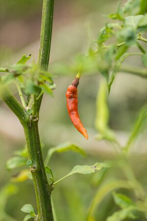 Close up orange chili and green of leaves are fresh vegetables on the trees outdoor, in organic farmsの写真素材