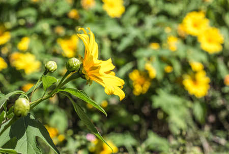 The cosmos yellow flowers and have their blurry yellow field background. Flowers horizontal backgroundの写真素材