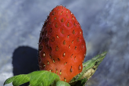 One berries of  ripe strawberry laid out on a gray sheet in the farmの写真素材