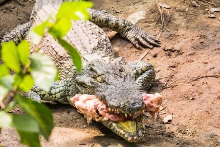 Crocodile meat in the park.の写真素材
