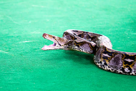 Show python at the zoo