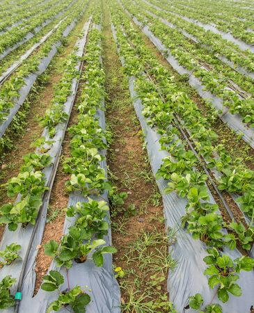 Agriculture farm green bush of strawberry field in the Morning at Chiangmai, Thailandの写真素材