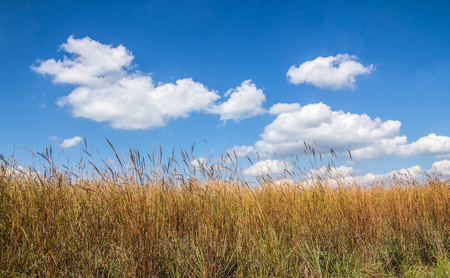 The Empty and trees of spring with the beautiful natural, in blue sky background.の写真素材