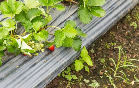 Berries of fresh strawberry laid out on a gray sheet in the farm outdoor ready for harvesting.の写真素材