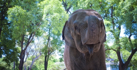 Elephant at Buenos Aires zooの写真素材