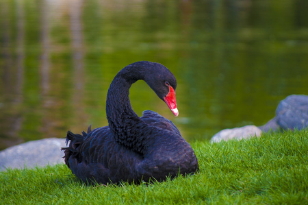 Black swanの写真素材