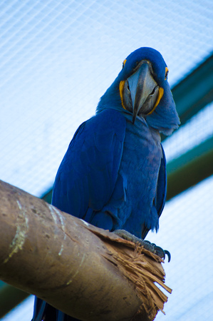 Blue guacamayo  の写真素材