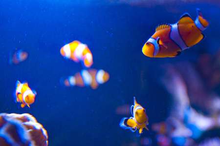 Clown fishの写真素材