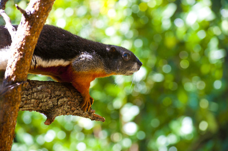 Prevost squirrel