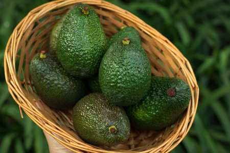 Green avocado ripe fresh vegetable foodの写真素材