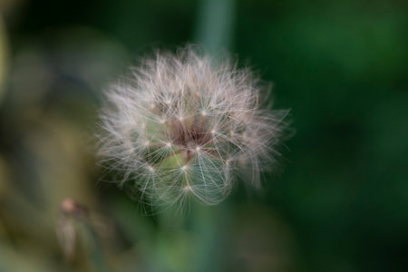 Dandelion seeds Colorful natural garden flowers art interior decoration