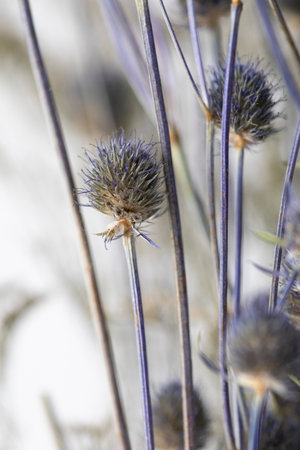 Still nature purple pompoms dry Colorful natural garden flowers art interior decorationの写真素材